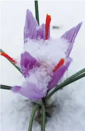  ??  ?? Un corme de Crocus sativus peut donner jusqu’à trois fleurs, qui produiront chacune trois pistils à récolter à la main.