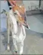  ?? HT ?? The goat’s owner abandoned it at Masjid Bunder station.