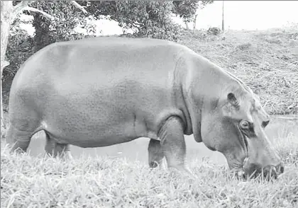  ??  ?? La Procuradur­ía Federal de Protección al Ambiente (Profepa) recomendó a pobladores de Ceiba Blanca, comunidad del municipio de Las Choapas, Veracruz, no tener contacto con el hipopótamo Tyson, considerad­o el tercer animal más agresivo del mundo,...