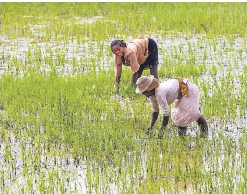  ?? FOTO: DPA ?? Bäuerinnen arbeiten in einem Reisfeld bei Ambalavao in Zentral-Madagaskar.