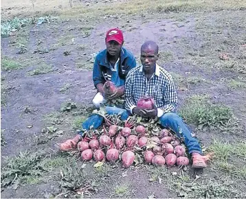  ??  ?? SITTING BETTER: Monwabisi Jingxeni was once everyone’s worst nightmare in his Mangwevini village in Dutywa and has now turned his life around with the premier’s help