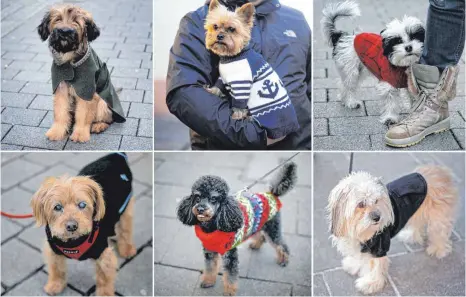  ?? FOTO: DPA ?? Vor allem Hunden ohne schützende Unterwolle tut ein Mantel im Winter gut.