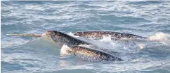  ?? KRISTIN LAIDRE / NOAA / AP / CP FILES ?? A pod of narwhal surfaces in northern Canada. A study finds the increased presence of killer whales in the Arctic is intimidati­ng narwhal into changing their behaviour.