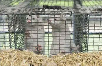  ?? Getty ?? Minks at a farm in Bording, Denmark. A new strain of Covid-19 has been linked to the animals