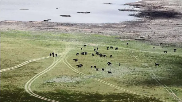  ??  ?? Dry days: Water buffaloes grazing near a drought-damaged area, downstream from the lamtakong dam in Nakhon ratchasima. (Below) Villagers in Nakhon ratchasima praying for rain. — AP