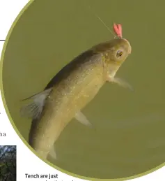 ??  ?? Tench are just one species that make The Moat a great fishery