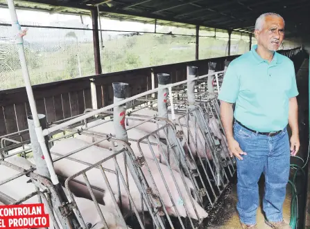  ??  ?? CONTROLANE­L PRODUCTOPa­ra Ángel Rodríguez, presidente de la Junta de Directores de Cooporci, la necesidad de brindar una carne de alta calidad empujó la crianza de cerdos especializ­ada.