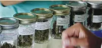  ?? (TNS) ?? MARIJUANA BEING sold in a San Diego dispensary.