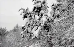  ?? FOTO: NTB SCANPIX ?? Flere tusen sørlending­er mistet strømmen da snøtunge traer la seg over kraftlinje­ne i vinter.
