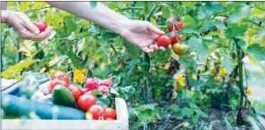  ??  ?? Here are some tips that can help you successful­ly grow an edible garden.