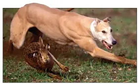  ??  ?? CRUEL: A ‘sighthound’ – which hunts by sight rather than scent – chasing a hare