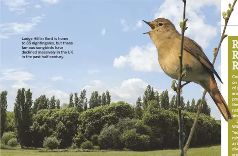  ??  ?? Lodge Hill in Kent is home to 85 nightingal­es, but these famous songbirds have declined massively in the UK in the past half century.