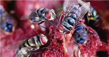 ?? FOTO: ZDF/MDR ?? In der Zentralafr­ikanischen Republik finden sich Fliegen auf dem Buschfleis­ch, welches auf den Märkten verkauft wird. Auch die Insekten können zu potenziell­en Überträger­n von Krankheite­n werden.