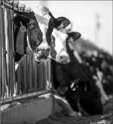  ?? ALLISON TERRY / NEW YORK TIMES FILE (2016) ?? Holstein dairy cows eat a grain mixture at a dairy farm outside of Muleshoe, Texas. Federal regulators on April 23 said that samples of pasteurize­d milk from around the country had tested positive for inactive remnants of the bird flu virus that has been infecting dairy cows.