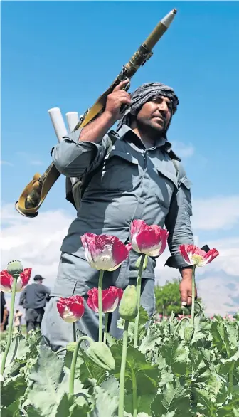  ?? Picture Ghulamulla­h Habibi ?? A heavily armed Taliban guards a poppy field in Jalalabad, in Kandahar province, Afghanista­n