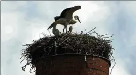  ??  ?? Drei Jungstörch­e hocken auf dem alten Schlot neben Buttstädts Bad. Foto: Peter Hansen