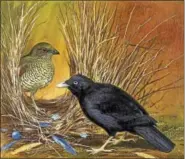  ??  ?? Roger Tory Peterson, “Satin Bowerbird,” 1964. Gouache, watercolor, pencil and ink on board, 4 x 6 in. Charles T. Clark, is part of the Flora and Fauna exhibit at the Griswold Museum. COURTESY OF THE FLORENCE GRISWOLD MUSEUM