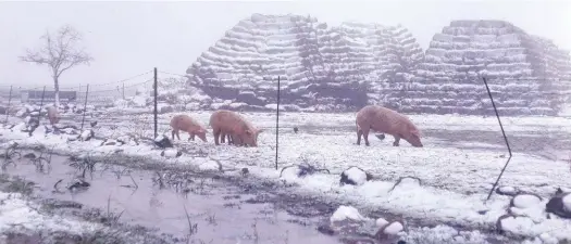  ??  ?? 1974 Dié Landrasvar­ke het kans om die kapok op die plaas Blomfontei­n in die Roggeveld te trotseer. Die koue hoog in die berge het ’n groot invloed op die boerdery dáár.