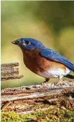  ?? Kathy Adams Clark / Contributo­r ?? Eastern bluebirds are singing to claim territory and attract mates to backyard bluebird boxes.