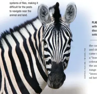  ??  ?? OUT OF SIGHT: A zebra’s stripes may disrupt the visual systems of flies, making it difficult for the pests to navigate near the animal and land.