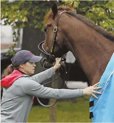  ?? JAMIE RHODES-USA TODAY SPORTS PHOTO, LEFT; AP PHOTO, ABOVE ?? MUTUEL ATTRACTION: Irish War Cry gets a workout, left, and is readied by assistant trainer Alice Clapham for a bath at Churchill Downs ahead of today’s Kentucky Derby. This year’s Wood Memorial winner has 6-1 odds.