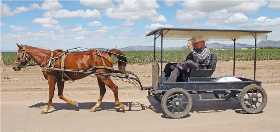  ?? (AFP) ?? This file photo shows a Mennonite man riding a horse-drawn cart in the Sabinal community in Ascencion municipali­ty, Chihuahua state of Mexico, on September 22