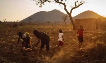  ?? Photograph: David Levene/ The Guardian ?? The Guardian has discovered that Malawian families working on tobacco farms are caught in a poverty trap.