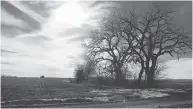  ?? NATI HARNIK / THE ASSOCIATED PRESS FILES ?? Trees dominate a field through which the Keystone XL pipeline is planned to run near Bradshaw, Neb.