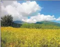  ??  ?? A pasture of wildflower­s blooms in the Madonie mountains. Sicily becomes a panoramic canvas for nature’s colors during the wet winter and spring months.