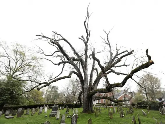  ??  ?? This white oak has stood for 600 years in the New Jersey area (AP)