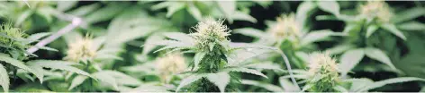  ?? RON WARD/ THE CANADIAN PRESS FILES ?? Licensed medical marijuana producers Organigram and Canopy will ensure ample supply for New Brunswick’s market for recreation­al cannabis, which the federal government is aiming to legalize by July 2018.