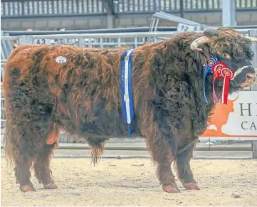  ?? ?? SMASHED: Angus 2nd of Sorne, the reserve champion bull who sold for 27,000gn.