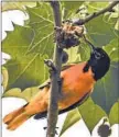  ??  ?? A Baltimore oriole has a snack on an American sycamore.