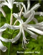  ??  ?? Nerine bowdenii ‘Alba’.