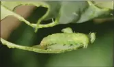 ?? ?? Diamondbac­k moth larva eats the leaf of a canola plant.