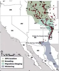  ?? DAN COLLINS, MIGRATORY BIRD COORDINATO­R, SOUTHWEST DIVISION, USFWS ??