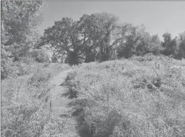  ??  ?? Trails wind through swaths of goldenrod and under huge oak trees at Swendsen Farm.