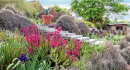  ?? PHOTO: JULIET NICOLAS ?? The plants at the base of the macrocarpa steps need to thrive with very little moisture; they include Watsonia borbonica, bearded iris, Agave franzosini­i (in terracotta pot) and Beschorner­ia septentrio­nalis.