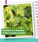  ??  ?? Mustard is a member of the brassica family