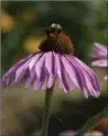  ?? KATHY RENWALD ?? Plant coneflower to attract good bugs.