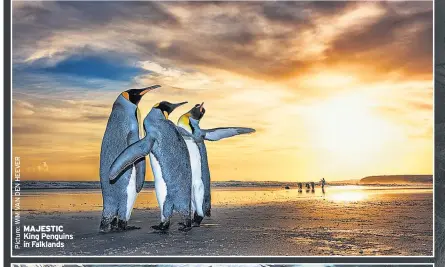  ??  ?? MAJESTIC King Penguins in Falklands