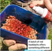  ??  ?? A batch of red hookbaits offers something different