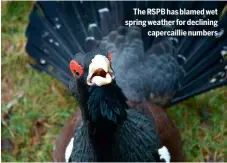  ?? ?? The RSPB has blamed wet spring weather for declining
capercaill­ie numbers