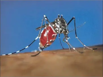  ?? James Gathany Centers for Disease Control and Prevention ?? A FEMALE Aedes albopictus mosquito sucks blood from a human host. The invasive species, thought to have arrived in L.A. County in 2001, has now spread throughout the region, from Laguna Beach to Castaic.