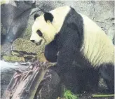  ?? CALGARY ZOO ?? Female giant panda Er Shun at the Calgary Zoo. The zoo fears it will run short of fresh bamboo.