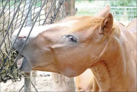  ?? Keith Bryant/The Weekly Vista ?? Copper goes for a large mouthful of hay and grass. Dudley said the mesh netting slows down the horse’s eating and reduces the amount of dropped hay. Just like people, she said, horses can experience health issues if they eat too quickly.