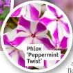  ?? ?? Phlox ‘Peppermint Twist’