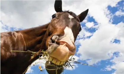  ?? Photograph: Design Pics Inc/Alamy ?? California’s vehicle code applies to ‘every person riding or driving an animal upon a highway’.