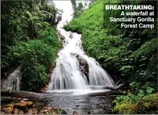  ??  ?? BREATHTAKI­NG: A waterfall at Sanctuary Gorilla Forest Camp