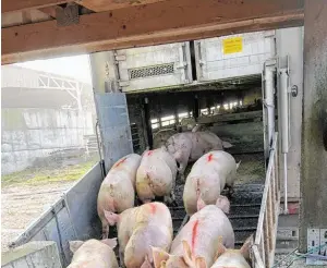  ?? BILD: SN/PHOTOAGRIC­ULTURE - STOCK.ADOBE.COM ?? Schweine dürfen nach der derzeitige­n Gesetzesla­ge bis zu 24 Stunden ohne Pause transporti­ert werden.